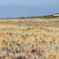 Spinifex littoreus (Burm.f.) Merr.